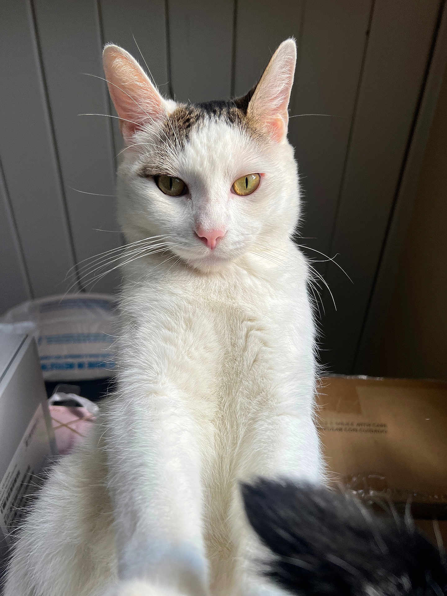 Jasper is registered to the contest to win money with this photo: cat, white_cat, pet, feline, animal, indoor, close_up, whiskers, ears, pink_nose, golden_eyes, fur, portrait, looking_at_camera, curious, box, background, paw, tabby_markings, household