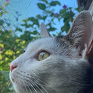 Jasper joined the competition — help win amazing prizes! cat, profile, close_up, white_cat, gray_cat, whiskers, window_screen, outdoor, nature_background, greenery, sky, pet, animal, curious, feline, face, ears, nose, soft_light, daylight