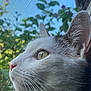 cat, profile, close_up, white_cat, gray_cat, whiskers, window_screen, outdoor, nature_background, greenery, sky, pet, animal, curious, feline, face, ears, nose, soft_light, daylight