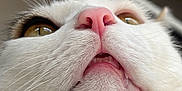 Jasper joined the competition — help win amazing prizes! cat, close_up, pink_nose, whiskers, golden_eyes, feline, pet, animal, soft_texture, resting, cute, fur, mouth, teeth, nose, indoor, cozy, white, tabby, portrait