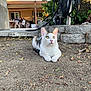 Jasper is registered to the contest to win money with this photo: cat, animal, outdoor, dirt, tree, plants, people, backyard, house, sunlight, leaves, relaxing, pet, feline, nature, daytime, curious, sitting, ground, casual
