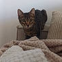 Capou a rejoint le concours — aidez-le/la à gagner de superbes lots ! cat, tabby, curious, indoor, armchair, blanket, cozy, furniture, pet, animal, whiskers, ears, fur, domestic, cute, looking, soft, texture, relaxed, home