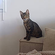 Capou participe au concours pour gagner de l'argent avec cette photo : cat, tabby, indoor, couch, blanket, furniture, pet, curious, sitting, cozy, home, wall, green_eyes, texture, relaxed, armrest, cord, beige, quiet, domestic
