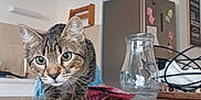 Capou participe au concours pour gagner de l'argent avec cette photo : cat, tabby_cat, kitchen, table, glass_jug, fridge, magnets, notes, tattoo, fingers, curious, indoor, wooden_surface, pet, animal, whiskers, face, close_up, domestic, home