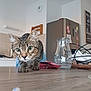 cat, tabby_cat, kitchen, table, glass_jug, fridge, magnets, notes, tattoo, fingers, curious, indoor, wooden_surface, pet, animal, whiskers, face, close_up, domestic, home
