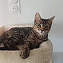 cat, tabby_cat, feline, pet, indoor, cat_tree, plush, relaxed, lounging, animal, whiskers, ears, paw, fur, looking, curious, face, domestic_cat, resting, home