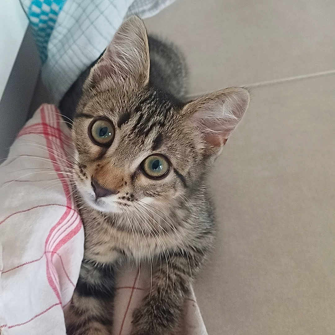 Capou participe au concours pour gagner de l'argent avec cette photo : animal, cat, curious, cute, ears, eyes, floor, fur, indoor, kitchen_towel, kitten, looking_up, paws, pet, striped, tabby, tile_floor, towel, whiskers, young