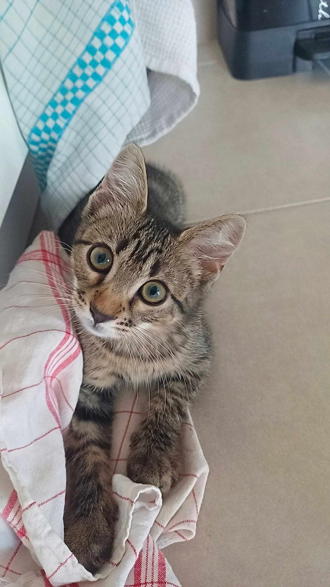 Capou participe au concours pour gagner de l'argent avec cette photo : cat, kitten, tabby, curious, eyes, whiskers, ears, paws, towel, kitchen_towel, floor, tile_floor, indoor, pet, animal, fur, striped, young, cute, looking_up