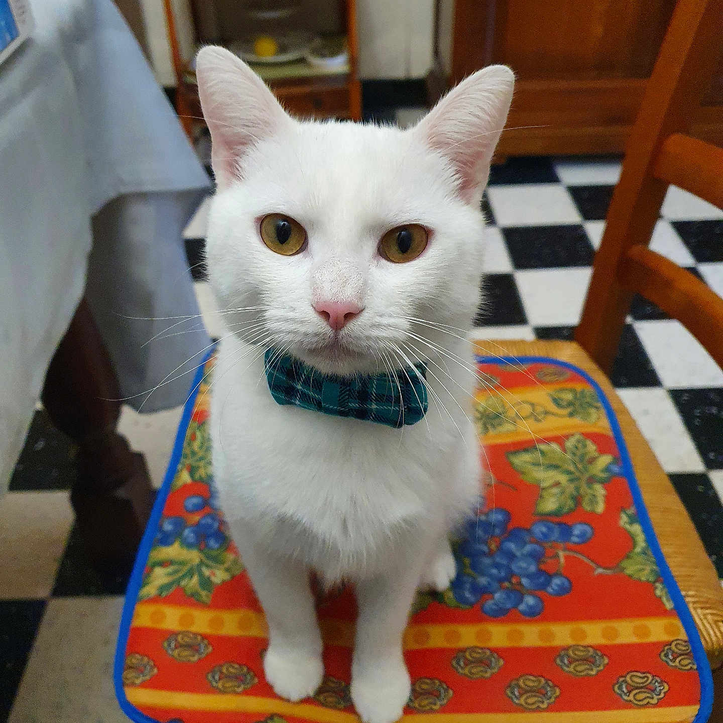 Ivar participe au concours pour gagner de l'argent avec cette photo : abyssinian, angora, animal, architecture, building, cat, chair, cushion, diningroom, diningtable, furniture, hardwood, homedecor, indoors, pet, plywood, room, siamese, table, wood