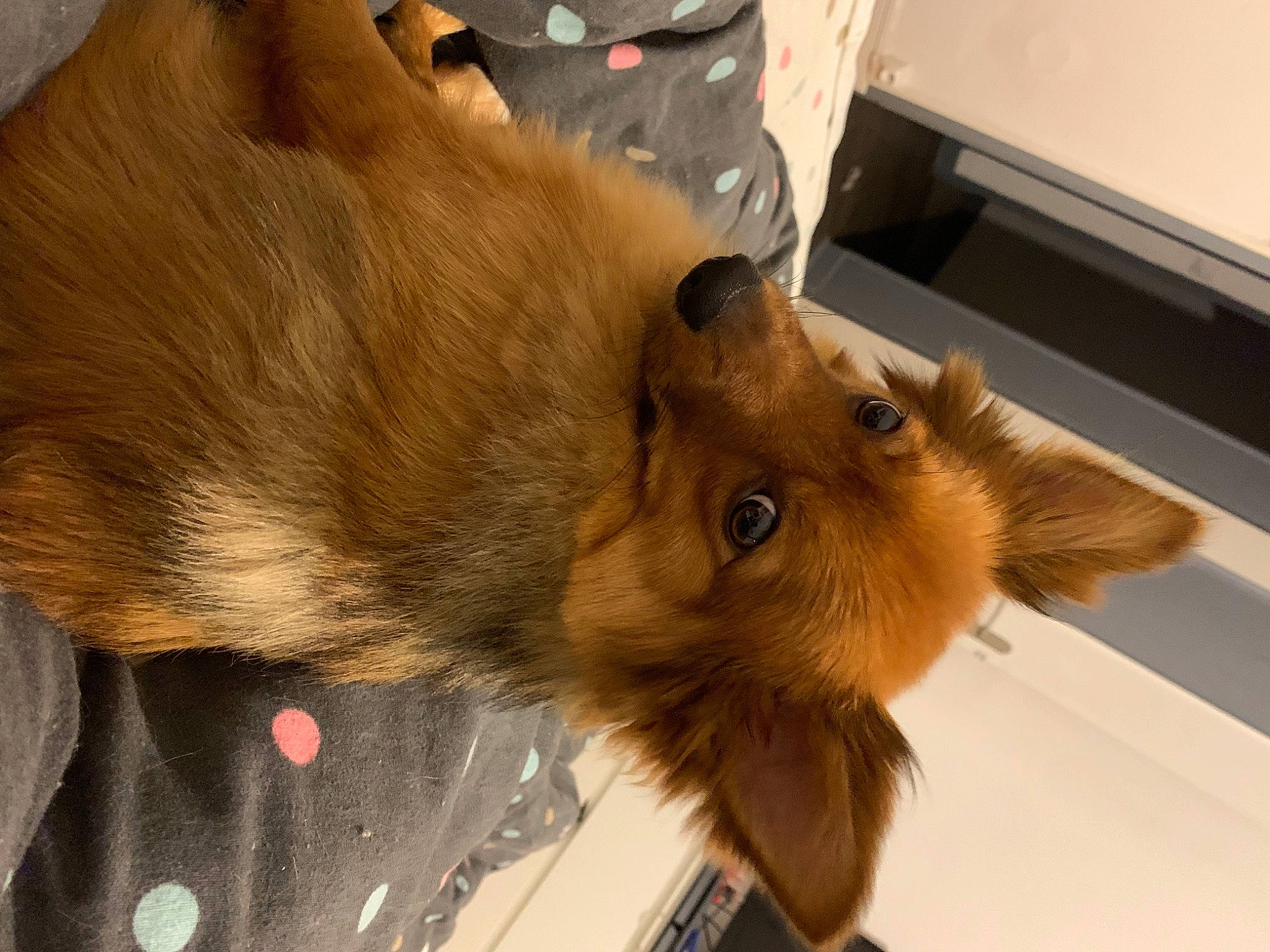 Nala a rejoint le concours — aidez-le/la à gagner de superbes lots ! canidae, carnivore, claw, companion_dog, dog, dog_breed, fawn, flooring, fur, liver, non_sporting_group, paw, puppy, snout, sporting_group, tail, terrestrial_animal, whiskers, wood, working_animal