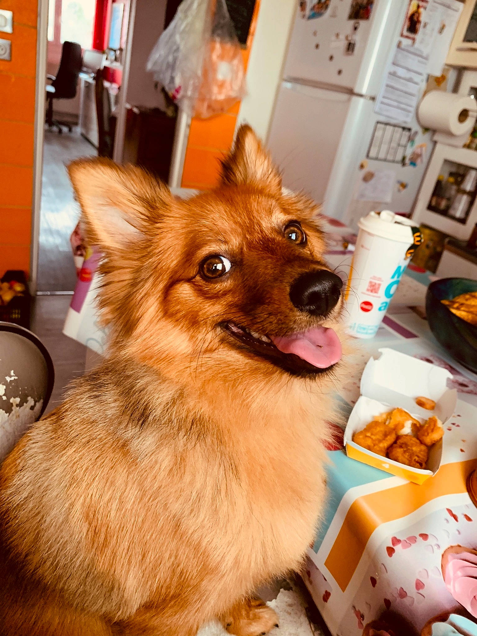 Nala a rejoint le concours — aidez-le/la à gagner de superbes lots ! box, canidae, carnivore, collar, companion_dog, dog, dog_breed, dog_supply, fawn, flooring, fur, home_appliance, kitchen_appliance, snout, sporting_group, whiskers, working_dog