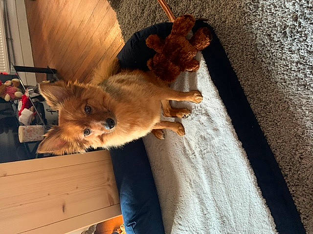 Nala a rejoint le concours — aidez-le/la à gagner de superbes lots ! canidae, claw, dog_breed, fawn, fur, natural_material, non_sporting_group, puppy, shadow, tail, toy, wood_stain