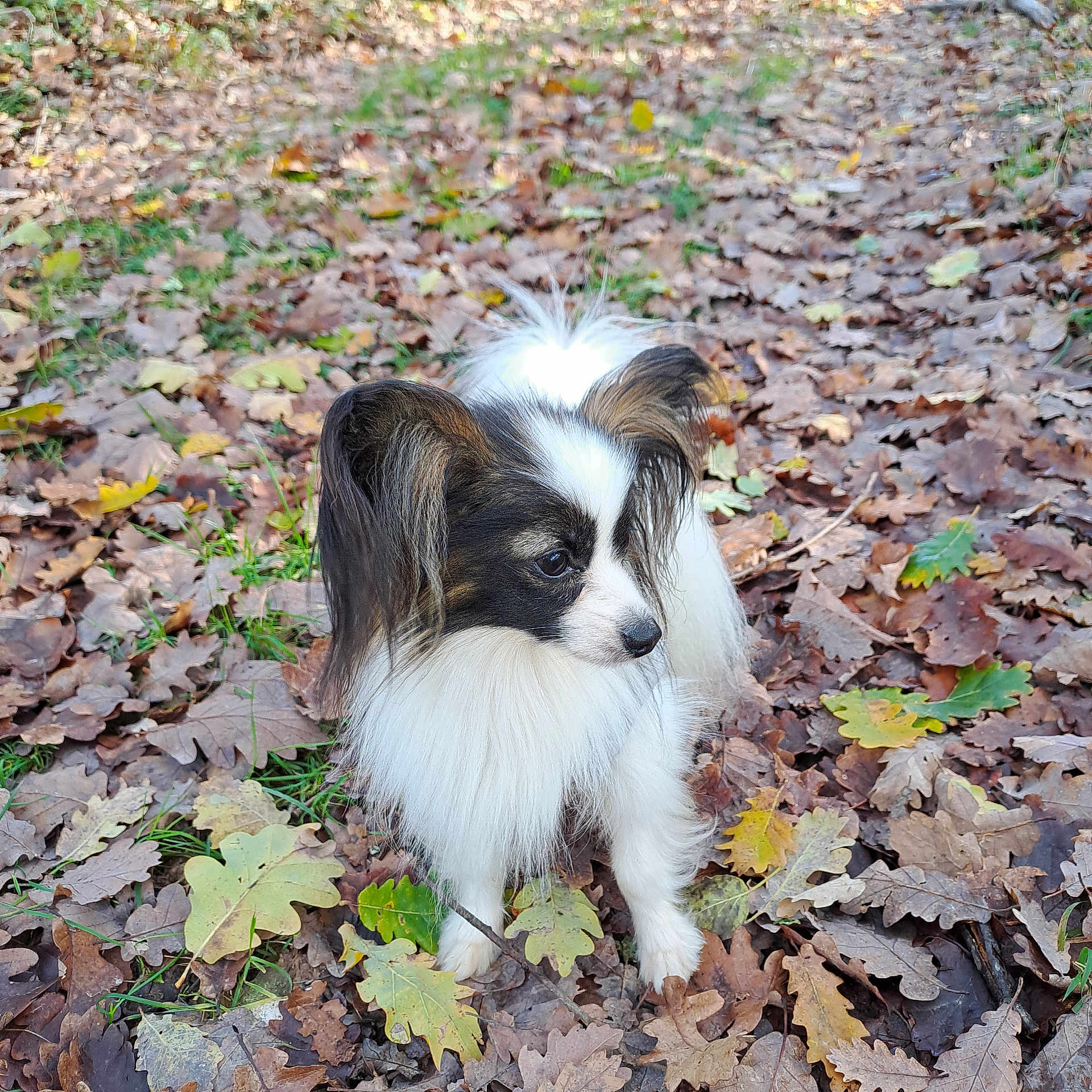 Rubis a rejoint le concours — aidez-le/la à gagner de superbes lots ! animal, canine, cockerspaniel, dog, grass, herbal, herbs, hound, land, leaf, mapleleaf, papillon, pet, plant, puppy, rock, slate, soil, tree, vegetation