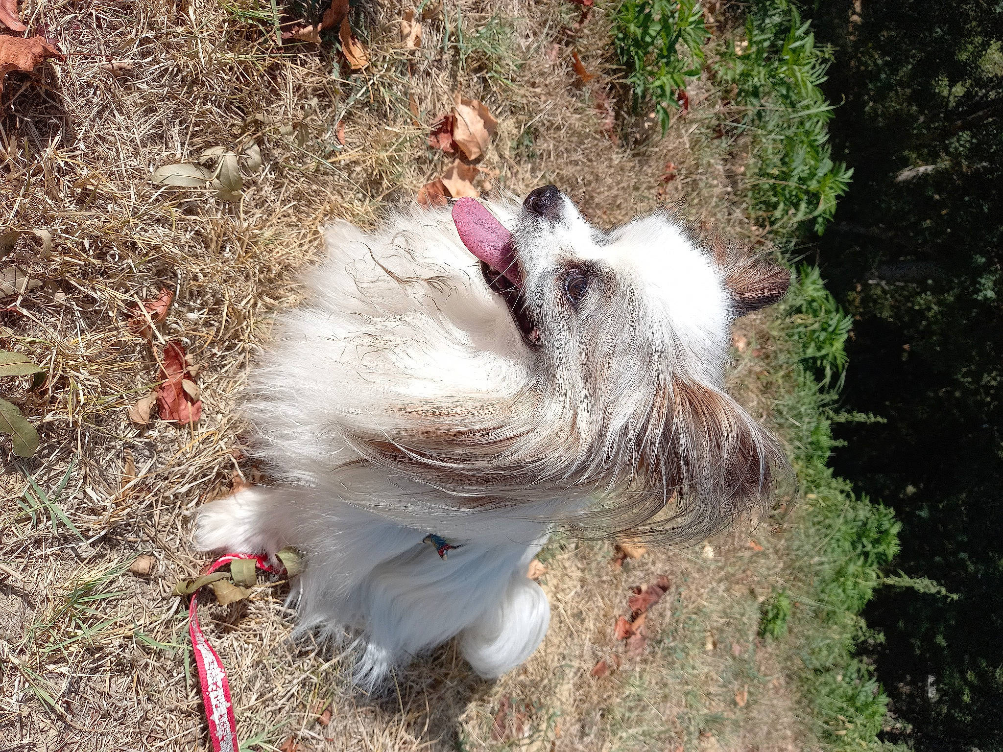 Perle a rejoint le concours — aidez-le/la à gagner de superbes lots ! canidae, carnivore, collar, companion_dog, dog, dog_breed, fawn, fur, german_spitz, german_spitz_klein, grass, liver, non_sporting_group, plant, shih_tzu, soil, sporting_group, tail, terrier, working_animal