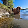 Sam participe au concours pour gagner de l'argent avec cette photo : animal, canine, dog, golden_retriever, grass, lake, leisure, nature, outdoor, person, pet, pond, recreation, reflection, riverbank, sky, summer, sunny, tree, water