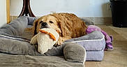 Sam participe au concours pour gagner de l'argent avec cette photo : brown_dog, calm, canine, companion_animal, cozy, dog, domestic, floor, furniture, golden_retriever, houseplant, indoor, pet_bed, plant, plush, relaxed, resting, stuffed_toy, tile_floor, toy