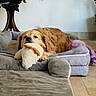 brown_dog, calm, canine, companion_animal, cozy, dog, domestic, floor, furniture, golden_retriever, houseplant, indoor, pet_bed, plant, plush, relaxed, resting, stuffed_toy, tile_floor, toy