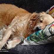 Sam a rejoint le concours — aidez-le/la à gagner de superbes lots ! animal, blanket, canine, closeup, comfort, couch, cozy, dog, domestic, fur, golden_retriever, home, indoor, laying, mammal, pet, pillow, relaxed, resting, sleeping