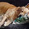 animal, blanket, canine, closeup, comfort, couch, cozy, dog, domestic, fur, golden_retriever, home, indoor, laying, mammal, pet, pillow, relaxed, resting, sleeping