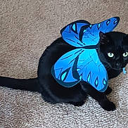 Luna is registered to the contest to win money with this photo: accessory, animal, black_cat, blue, butterfly_wings, carpet, cat, costume, domestic_animal, feline, green_eyes, indoor, looking, paws, pet, playful, portrait, sitting, tail, whiskers