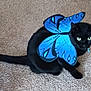 accessory, animal, black_cat, blue, butterfly_wings, carpet, cat, costume, domestic_animal, feline, green_eyes, indoor, looking, paws, pet, playful, portrait, sitting, tail, whiskers