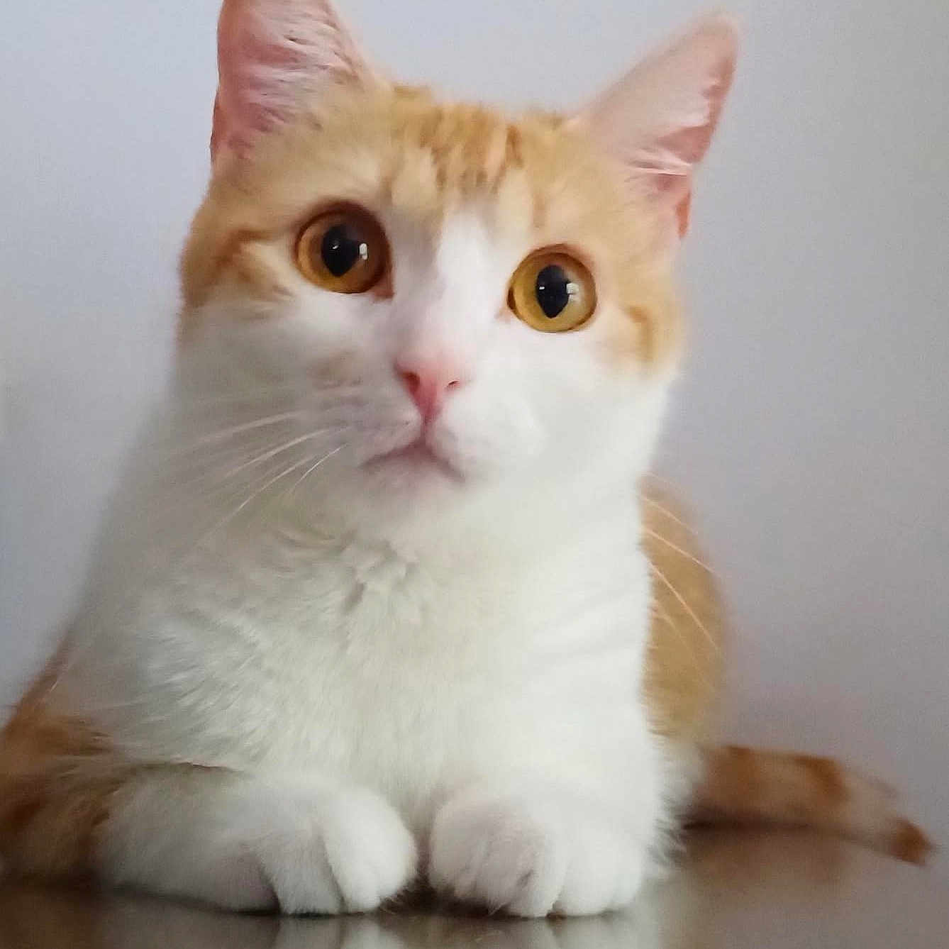 Kate a rejoint le concours — aidez-le/la à gagner de superbes lots ! abyssinian, angora, animal, cat, citrusfruit, food, fruit, hardwood, kitten, manx, orange, pet, plant, produce, siamese, snout, white, wood