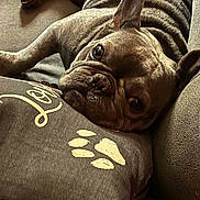 Molly joined the competition — help win amazing prizes! dog, french_bulldog, pet, cushion, paw_print, sofa, indoor, close_up, wrinkles, relaxed, brown_dog, animal, domestic_animal, resting, cute, snuggled, comfort, fur, ears, face