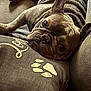 dog, french_bulldog, pet, cushion, paw_print, sofa, indoor, close_up, wrinkles, relaxed, brown_dog, animal, domestic_animal, resting, cute, snuggled, comfort, fur, ears, face