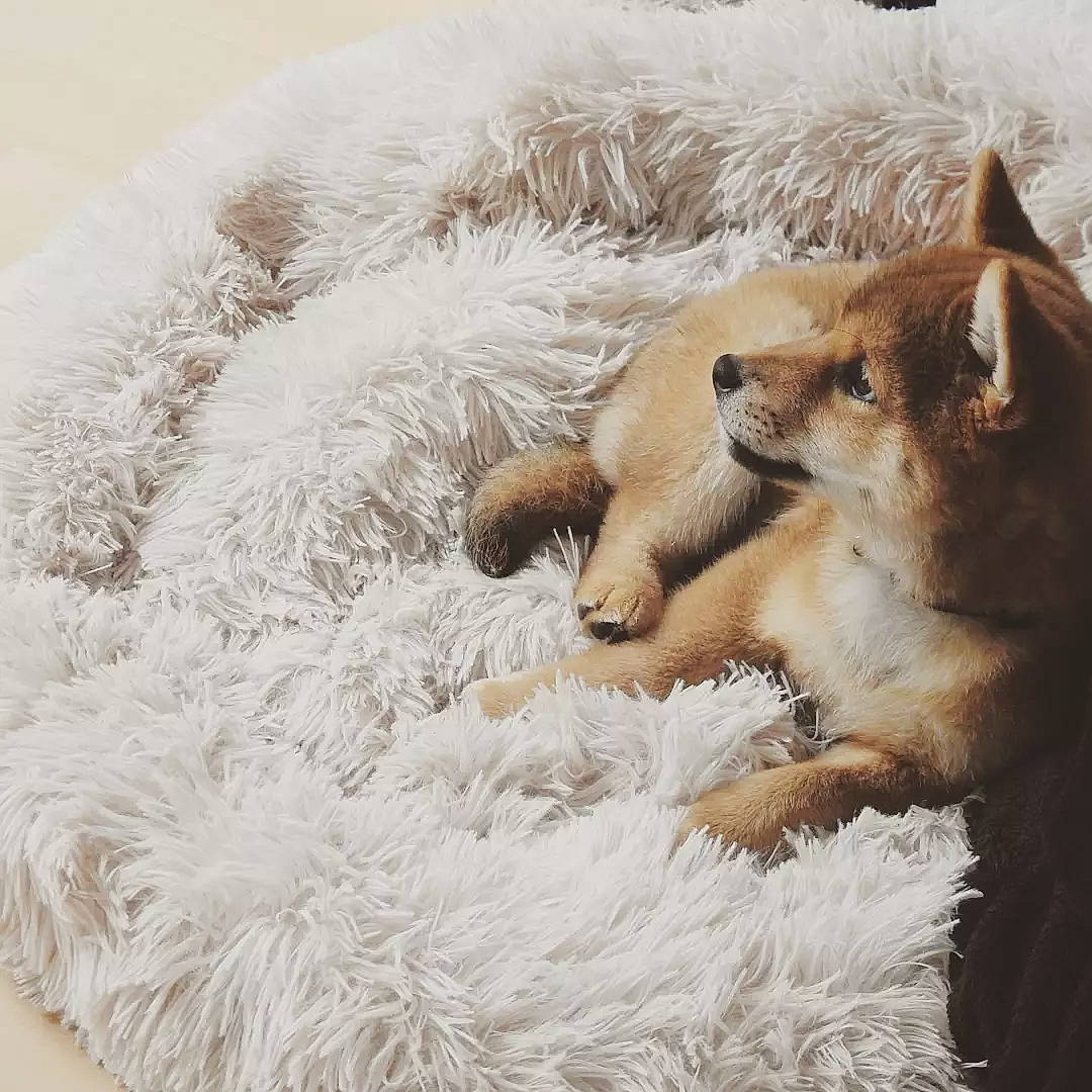 Honey participe au concours pour gagner de l'argent avec cette photo : canidae, carnivore, claw, comfort, companion_dog, dog, dog_breed, fawn, felidae, fox, fur, grass, natural_material, pattern, paw, sporting_group, tail, terrestrial_animal, whiskers, winter