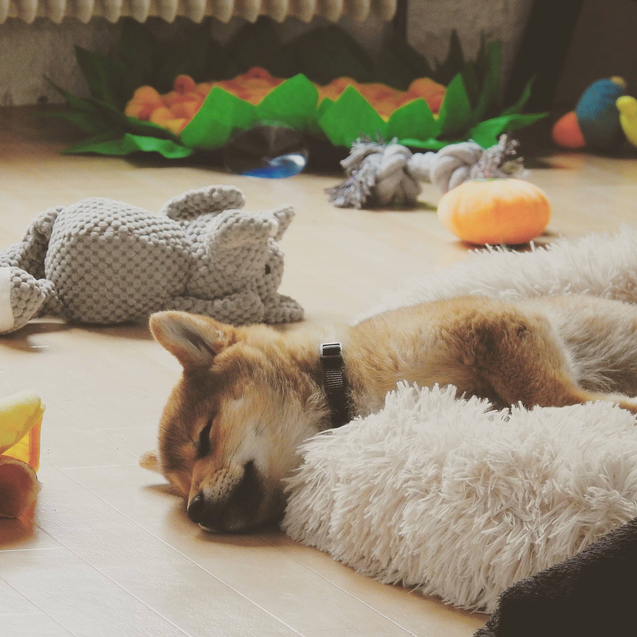 Honey participe au concours pour gagner de l'argent avec cette photo : canidae, carnivore, claw, comfort, companion_dog, dog, dog_breed, fawn, felidae, flooring, fur, nap, paw, small_to_medium_sized_cats, snout, sporting_group, tail, terrestrial_animal, whiskers, wildlife