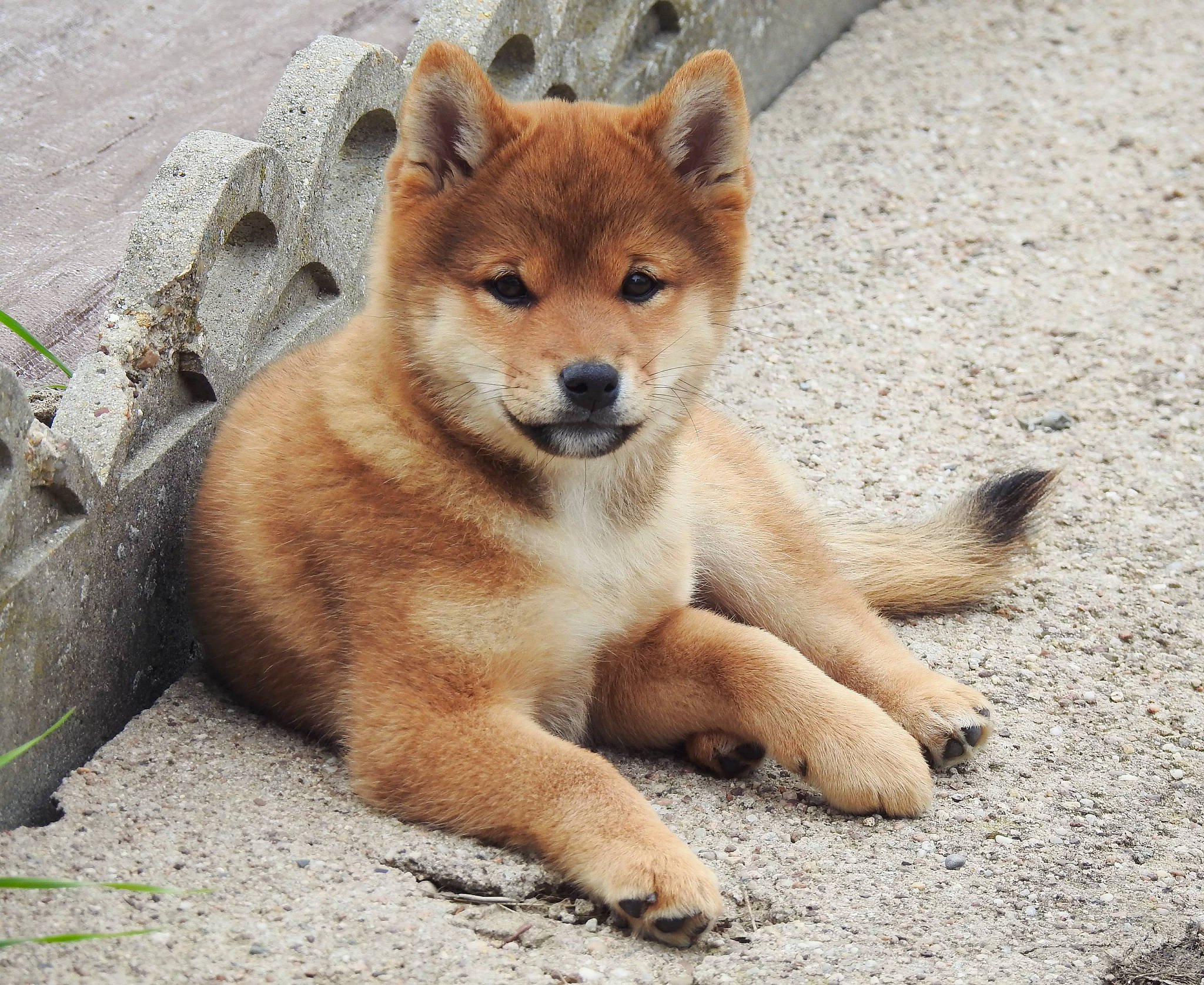 Honey participe au concours pour gagner de l'argent avec cette photo : balance, canidae, canis, carnivore, dog, dog_breed, fawn, fur, non_sporting_group, snout, tail, terrestrial_animal