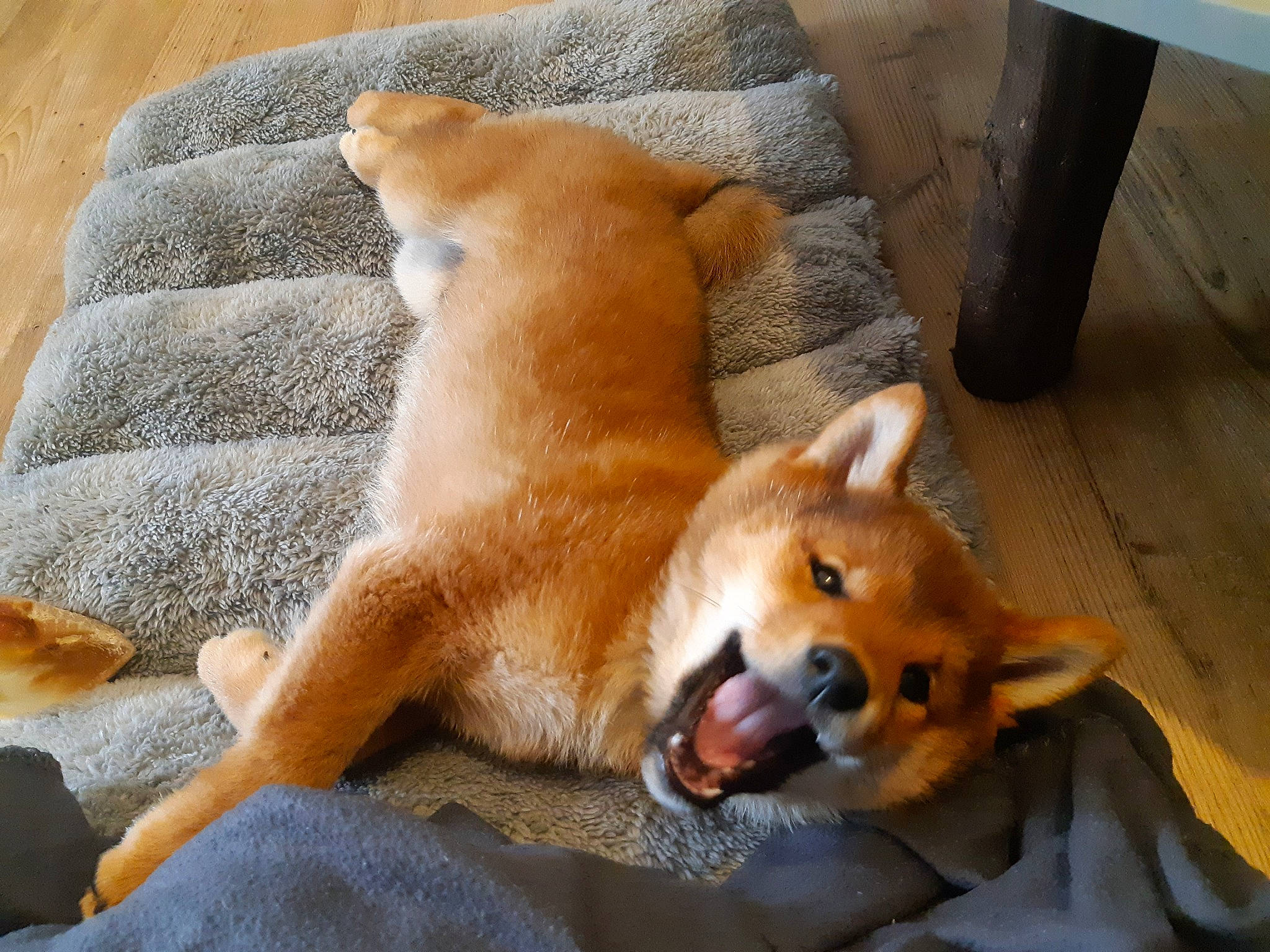 Honey participe au concours pour gagner de l'argent avec cette photo : canidae, carnivore, comfort, companion_dog, dog, dog_breed, dog_supply, fawn, non_sporting_group, snout, spitz, sporting_group, tail, terrestrial_animal, working_animal