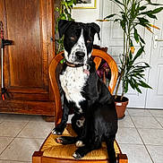Filou participe au concours pour gagner de l'argent avec cette photo : dog, black_and_white, chair, wooden_furniture, indoor, plant, tile_floor, collar, pet, seated, domestic, furniture, houseplant, door, brown, white, green, leaves, calm, portrait
