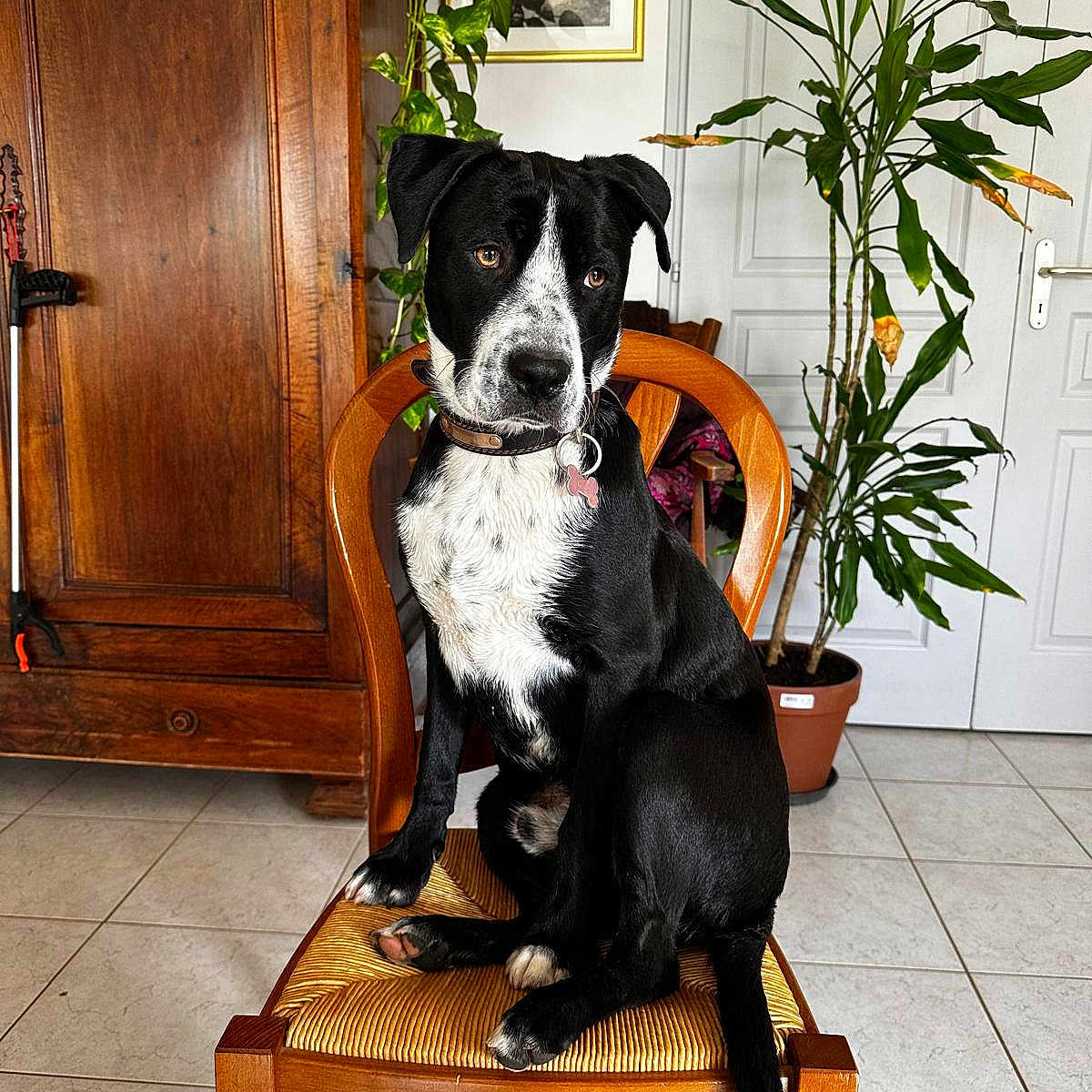 Filou participe au concours pour gagner de l'argent avec cette photo : black_and_white, brown, calm, chair, collar, dog, domestic, door, furniture, green, houseplant, indoor, leaves, pet, plant, portrait, seated, tile_floor, white, wooden_furniture