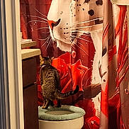 Jinx joined the competition — help win amazing prizes! cat, tabby_cat, toilet, toilet_seat_cover, shower_curtain, bathroom, towel, cabinet, floor, curtain, artistic, animal, pet, indoor, feline, striped, standing, looking, orange, white