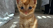 Peanut is registered to the contest to win money with this photo: kitten, cat, orange_tabby, pet, animal, cute, feline, young, indoor, carpet, sunlight, whiskers, ears, fur, eyes, curious, small, domestic, adorable, portrait