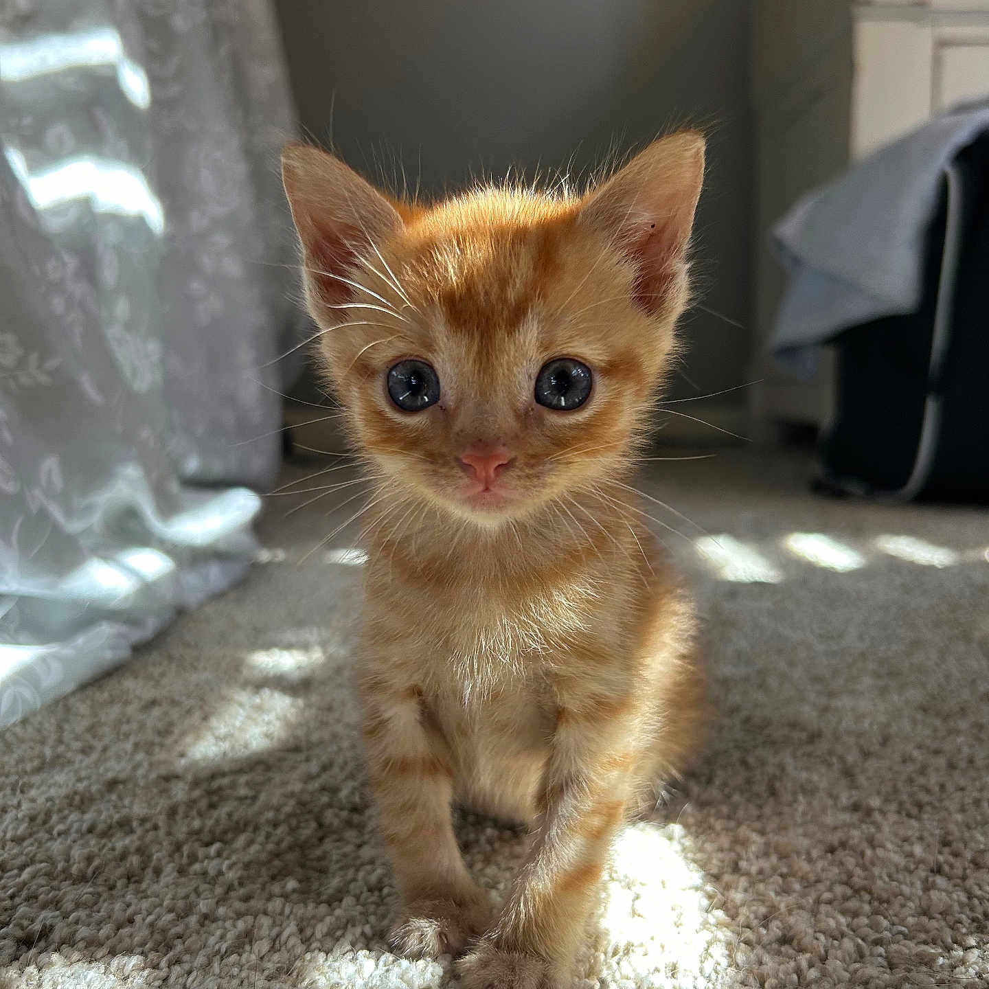 Peanut is registered to the contest to win money with this photo: kitten, cat, orange_tabby, pet, animal, cute, feline, young, indoor, carpet, sunlight, whiskers, ears, fur, eyes, curious, small, domestic, adorable, portrait