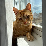 Peanut joined the competition — help win amazing prizes! cat, ginger_cat, windowsill, curtain, sunlight, indoor, pet, animal, whiskers, paw, relaxed, feline, looking, closeup, daylight, home, window, domestic_cat, cute, cozy