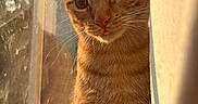 Peanut is registered to the contest to win money with this photo: animal, cat, closeup, curious, curtain, cute, domestic_cat, ears, feline, golden_hour, indoor, morning_light, orange_tabby, pet, portrait, relaxed, sunlight, tongue_out, whiskers, window