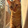 cat, orange_tabby, curious, window, curtain, sunlight, golden_hour, pet, whiskers, ears, tongue_out, feline, indoor, closeup, portrait, animal, cute, domestic_cat, morning_light, relaxed