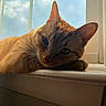 Peanut is registered to the contest to win money with this photo: cat, orange_tabby, windowsill, sunlight, indoor, relaxing, pet, feline, whiskers, ears, sky, clouds, window_frame, closeup, portrait, animal, resting, cozy, warm_light, domestic_cat