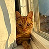 Peanut joined the competition — help win amazing prizes! cat, ginger_cat, window, curtain, sunlight, indoor, pet, animal, whiskers, paw, closeup, cozy, shadow, reflection, domestic_cat, feline, resting, cute, relaxed, warm_light
