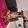 Rio participe au concours pour gagner de l'argent avec cette photo : abdomen, canidae, carnivore, chest, comfort, companion_dog, dog, dog_breed, elbow, eyewear, fawn, flooring, foot, human_leg, knee, room, sporting_group, thigh, wood, wrist