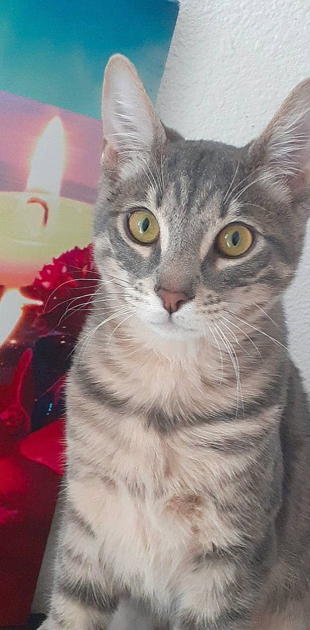 Rouxy