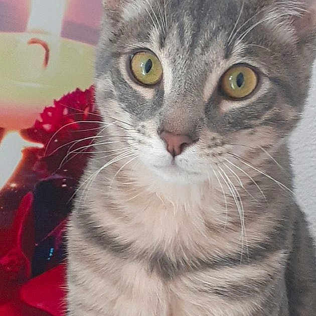 Rouxy