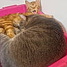 cat, orange_tabby, grey_cat, sleeping, yawning, pink_container, snuggling, indoor, pets, cute, feline, fur, whiskers, ears, resting, cozy, closeup, animal, two_cats, household