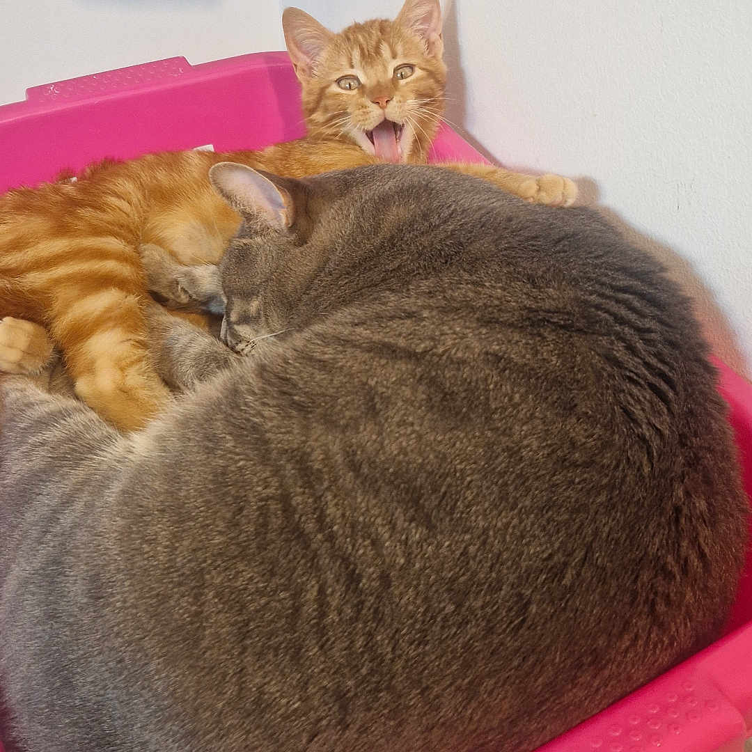 Simba participe au concours pour gagner de l'argent avec cette photo : cat, orange_tabby, grey_cat, sleeping, yawning, pink_container, snuggling, indoor, pets, cute, feline, fur, whiskers, ears, resting, cozy, closeup, animal, two_cats, household
