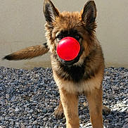 Laïcka participe au concours pour gagner de l'argent avec cette photo : animal, ball, bodypart, canine, dog, germanshepherd, gravel, mouth, pebble, person, pet, puppy, road, rock, soil, sphere, sport, tennis, tennisball, tongue