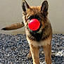 animal, ball, bodypart, canine, dog, germanshepherd, gravel, mouth, pebble, person, pet, puppy, road, rock, soil, sphere, sport, tennis, tennisball, tongue
