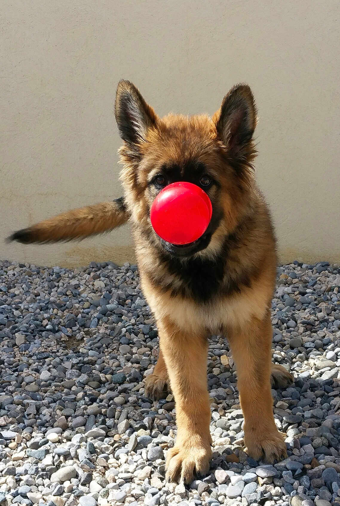 Laïcka participe au concours pour gagner de l'argent avec cette photo : animal, ball, bodypart, canine, dog, germanshepherd, gravel, mouth, pebble, person, pet, puppy, road, rock, soil, sphere, sport, tennis, tennisball, tongue